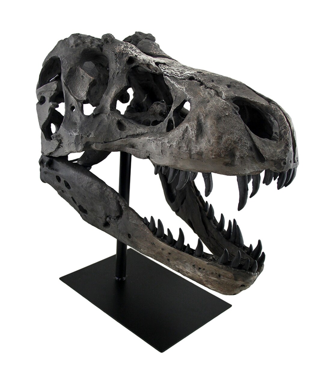 Gray Finished Tyrannosaurus Rex Fossil Skull Statue On Museum Mount T-Rex